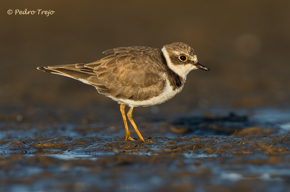 Chorlitejo chico (Charadrius dubius)